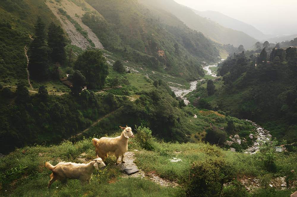 Amritsar Dharamshala Dalhousie Tour Package Price - Himachal Pradesh tour photo