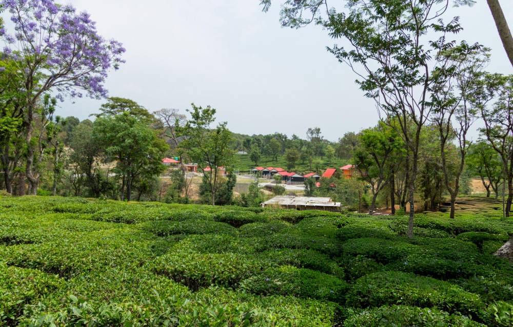 Dharamshala Dalhousie Tour Package from Pune - Himachal Pradesh tour photo