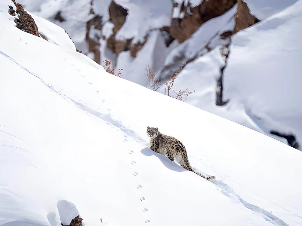 Himachal Tour Package in December - Himachal Pradesh tour photo